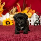 Prod�m o�kovan� a od�erven� �t��ata Shih Poo.