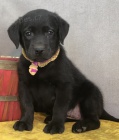 Prod�m �ern� mini o�kovan� �t��ata labradorsk�ho retr�vra.