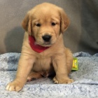 Prod�m �t��ata zlat�ho retr�vra.