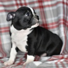 Prod�m o�kovan� �t��ata bostonsk�ho teri�ra