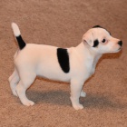 Prod�m zdrav� �t��ata jack russell teri�ra.