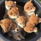 Prod�m kr�sn� mini �t���tka shiba inu