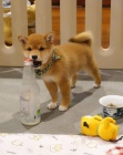 Prod�m mini o�kovan� a od�erven� �t��ata shiba inu
