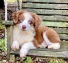 Prod�m kr�sn� �t��ata australsk�ho ov��ka s modr�ma o�ima