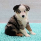 Prod�m o�kovan� a od�erven� �t��ata australsk�ho ov��ka