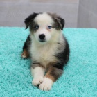 Prod�m o�kovan� a od�erven� �t��ata australsk�ho ov��ka