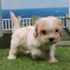 Cavachon �t��ata na prodej (Cavachon �t��ata jsou k��enec mezi Cavalier King Charles �pan�l a Bichon Frise).