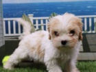 Cavachon �t��ata na prodej (Cavachon �t��ata jsou k��enec mezi Cavalier King Charles �pan�l a Bichon Frise).