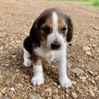 Prod�m o�kovan� �t��ata b�gla.