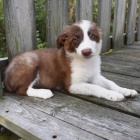 Prod�m o�kovan� a zdrav� �t��ata border kolie