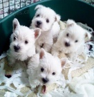 Prod�m o�kovan� mini �t��ata West Highland White Terriers
