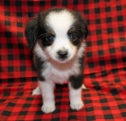 Kr�sn� �t��ata miniaturn�ho Americk�ho ov��ka na prodej