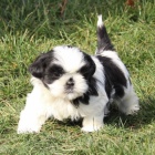 Prod�m �t��ata SHIH TZU