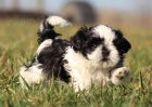 Prod�m �t��ata SHIH TZU