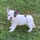 Prod�m ZDRAV� a O�KOVAN� �t��ata francouzsk�ho buldo�ka.