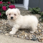 Prod�m mini �t���tka malt�z�ka.