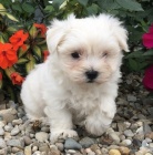 Prod�m mini �t���tka malt�z�ka.