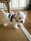 Prod�m �ty�i o�kovan� �t��ata West Highland White Terriers Nab�z�me k prodeji o�kovan� a od�erven� �t��ata West Highland White teri�r�.