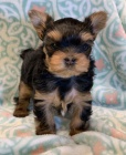 Prod�m �t��ata yorkie MINI.