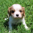 Prod�m �t��ata kaval�r King Charles �pan�l.