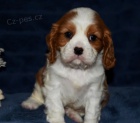 Prod�m o�kovan� a od�erven� �t��ata Kaval�r King Charles Spaniel.