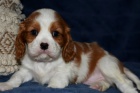 Prod�m o�kovan� a od�erven� �t��ata Kaval�r King Charles Spaniel.
