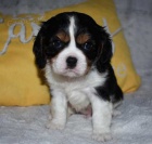 Prod�m o�kovan� �t��ata Kaval�r King Charles Spaniel.