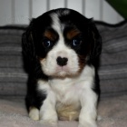 Prod�m o�kovan� �t��ata Kaval�r King Charles Spaniel.
