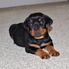 Prod�m �t��ata rotvajlera