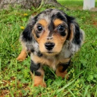 Prod�m o�kovan� �t��ata jezev��k� fenky a pejska