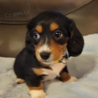 Prod�m zdrav� �t��ata dlouhosrst�ch trpasli��ch jezev��k�