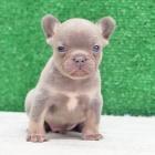 Prod�m �t��ata Mini F. buldoka.