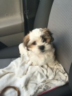 Prod�m miniaturn�, zdrav�, o�kovan� a od�erven� �t��ata SHIH TZU