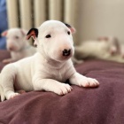 Prod�m zdrav�, o�kovan� a od�erven� miniaturn� �t��ata anglick�ho bulteri�ra.