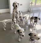 Prod�m �t��ata Dalmatin�