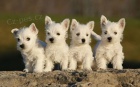 Prod�m o�kovan� �t��ata West Highland White Terriers MiNI toy