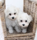 Prod�m o�kovan� �t��ata mini Bi�onka.