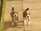 Prod�m mini �t��ata BEAGLES.