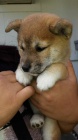 Prod�m n�dhern� o�kovan� �t��ata mini shiba inu