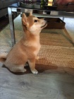 Prod�m o�kovan� �t��ata mini Shiba inu
