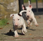 Bulteri�r �t��ata na prodej