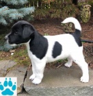 Pejsek a fene�ka PRT - k odb�ru