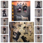 Cane Corso �t��ata
