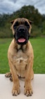 Cane Corso �t��ata