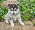 Prod�m o�kovan� �t��ata mini sibi�sk�ho huskyho s kr�sn�ma modr�ma o�ima.