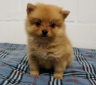 Pomeranian �t��ata k adopci