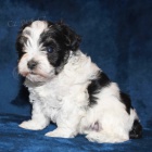 �t��ata mal�ho kn�ra�e k adopci.