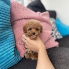 Prod�m mini toy �t��ata pudla a pudl�ka.