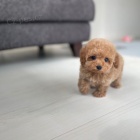 Prod�m mini toy �t��ata pudla a pudl�ka.