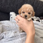 Prod�m �t��ata mini toy pudla.